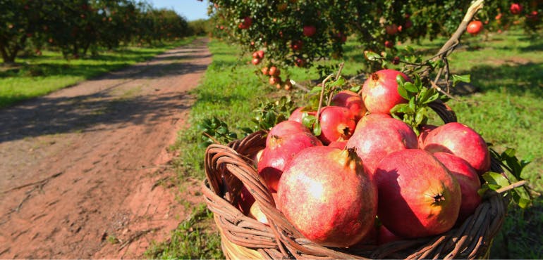 Ermioni pomegranate, organic farms background image